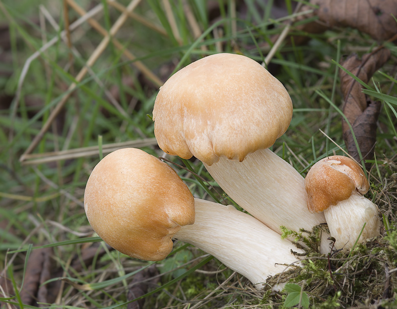 Hygrocybe pratensis